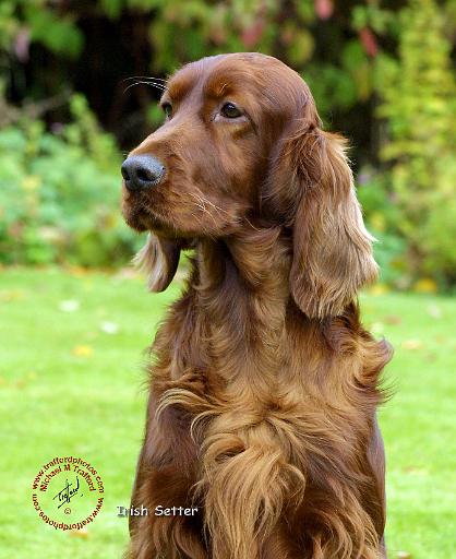 Irish Setter 9T004D-286.JPG